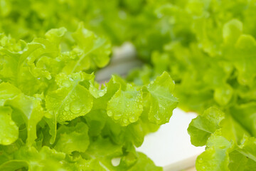 Organic vegetables are grown in farm grown by farmers. organic farmer monitoring their organic to develop organic grown vegetables.