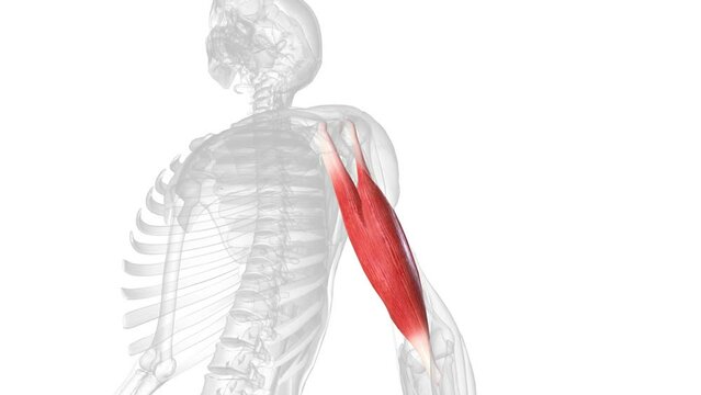 The biceps brachii (BB), commonly know as the biceps, is a large, thick muscle on the ventral portion of the upper arm