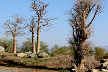 Roads, paths and trees in a nature reserve