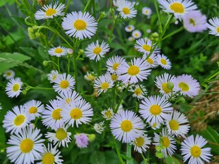 The wild meadow chamomile flowers