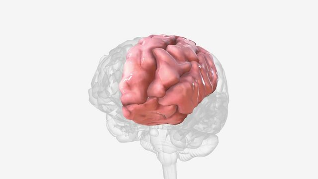 The frontal lobes are the largest lobes in the human brain .