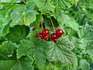 A Glimpse of Red Currants Amidst Lush Green Leaves