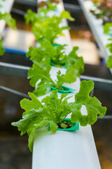 Organic vegetables are grown in farm grown by farmers. organic farmer monitoring their organic to develop organic grown vegetables.