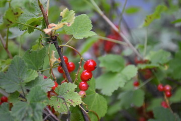 A Glimpse of Red Currants Amidst Lush Green Leaves