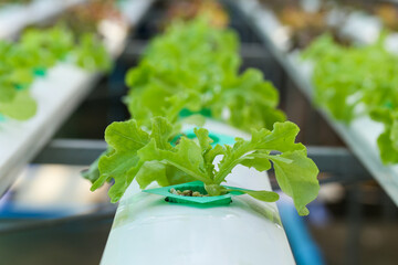 Organic vegetables are grown in farm grown by farmers. organic farmer monitoring their organic to develop organic grown vegetables.