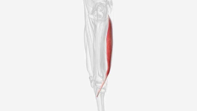 Semitendinosus is a fusiform muscle of the posterior compartment of thigh