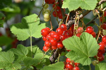 A Glimpse of Red Currants Amidst Lush Green Leaves
