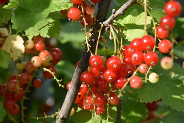 A Glimpse of Red Currants Amidst Lush Green Leaves