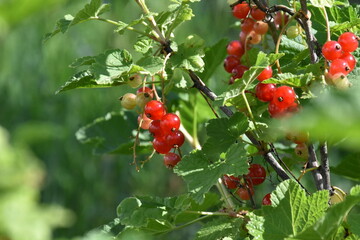 A Glimpse of Red Currants Amidst Lush Green Leaves