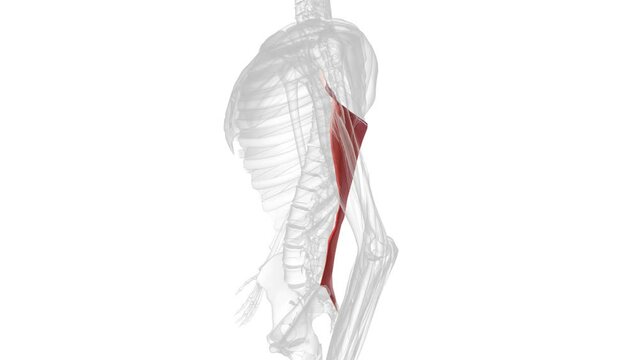 The latissimus dorsi is a broad, flat muscle occupying most of the lower posterior thorax