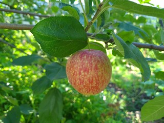 The Green Apples with Raindrops