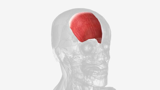 The frontal lobes are located directly behind the forehead