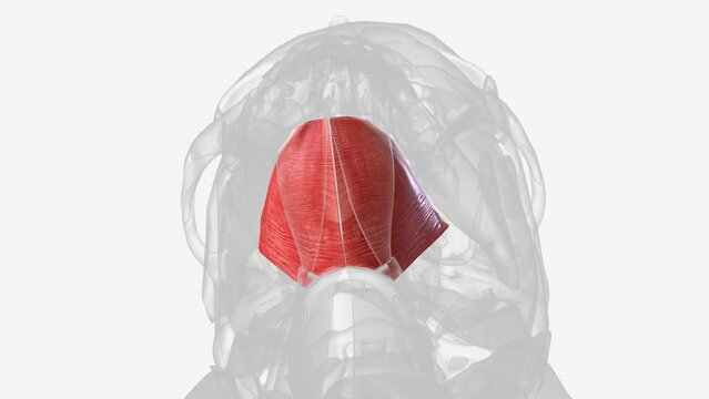 The mylohyoid muscle or diaphragma oris is a paired muscle of the neck