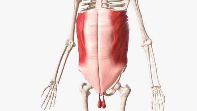 The abdominal muscles contribute to movements of the trunk