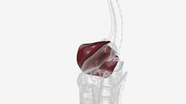 The liver regulates most chemical levels in the blood and excretes a product called bile