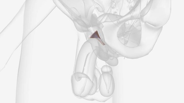 Suspensory ligaments of the penis