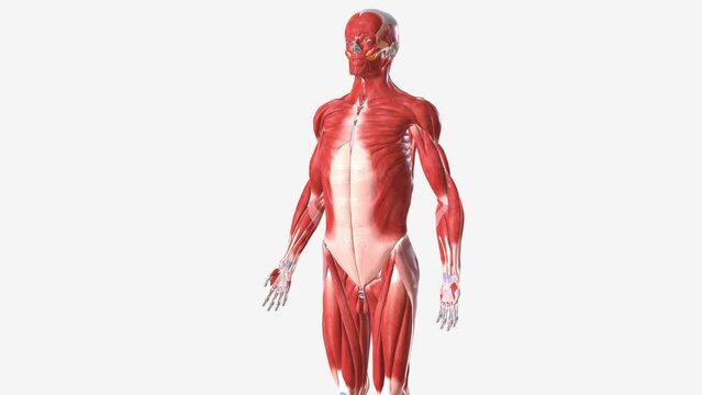 The muscular system is composed of specialized cells called muscle fibers
