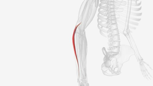 Extensor carpi radialis brevis muscle
