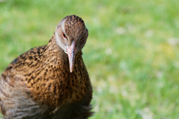 A weka looking head on to the camera