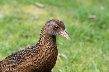 A weka is looking at something, maybe it is lunch