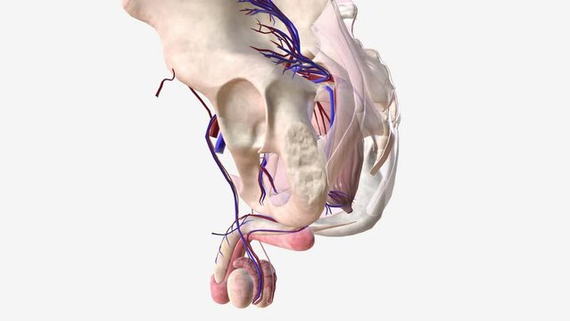 Blood vessel system in male reproductive organs
