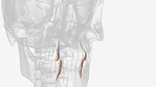 maxillary canine mandibular canine 3d .