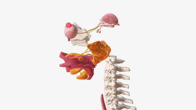 Your salivary glands lubricate your mouth, help you swallow, aid in digestion and help protect your teeth against harmful bacteria