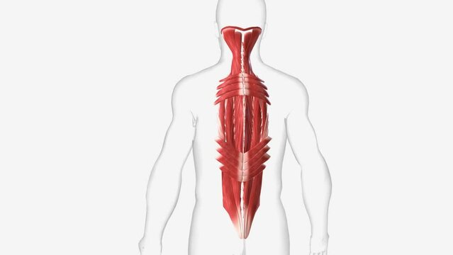 The upper back muscles are: Latissimus dorsi, Rhomboid muscles, Levator scapulae and the Trapezius