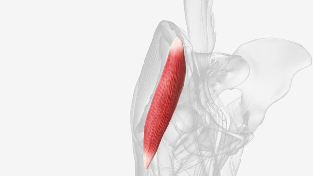 Right tensor of the fascia lata, muscle