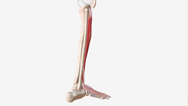 The extensor hallucis longus muscle is a thin skeletal muscle, situated between the tibialis anterior