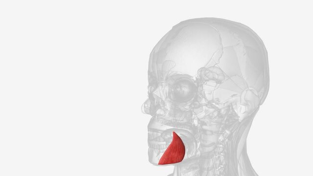 The depressor anguli oris muscle (triangularis muscle) is a facial muscle