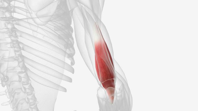 The brachialis (brachialis anticus), also known as the Teichmann muscle, is a muscle in the upper arm that flexes the elbow