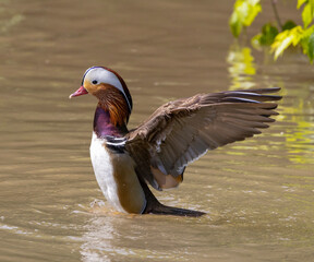 A beautiful mandarin duck male swimming on the water