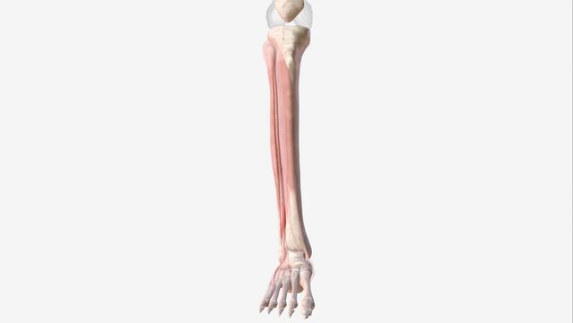 The extensor hallucis longus muscle is a thin skeletal muscle, situated between the tibialis anterior