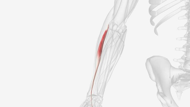 Extensor carpi radialis brevis muscle