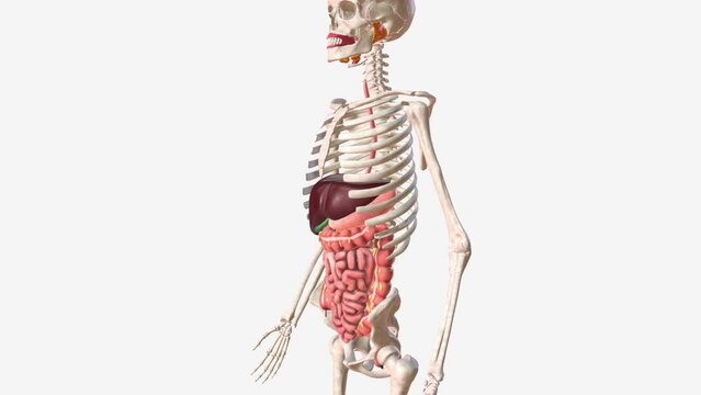 The digestive system includes the mouth, pharynx (throat), esophagus, stomach, small intestine, large intestine, rectum, and anus