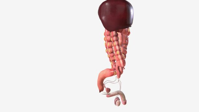 Digestive system and Reproductive System