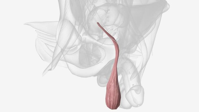 Cremaster is a paired muscle of the pelvis and perineum that is fully developed only in the external genitalia of males