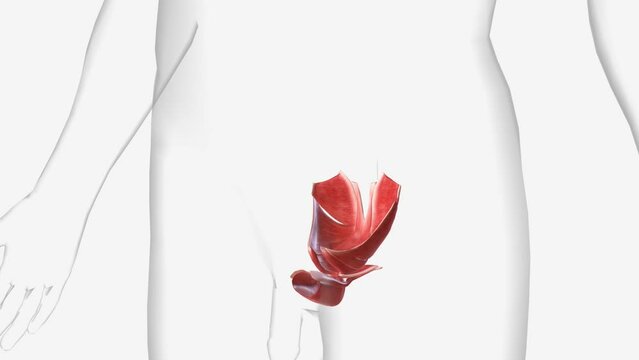 Muscle of pelvic floor and perineum