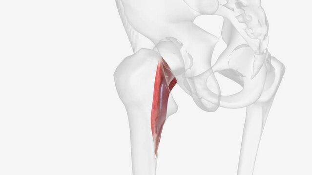Pectineus is a short quadrangular muscle extending from the pubis to the area just below the lesser trochanter of femur