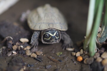 Close up is baby freshwater turtle at Thailand