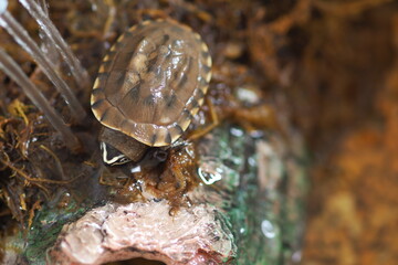 Close up is baby freshwater turtle at Thailand