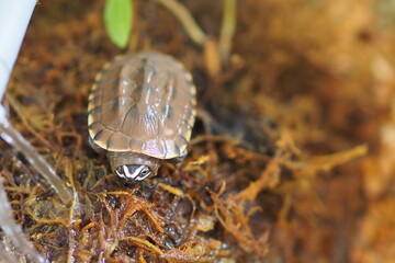 Close up is baby freshwater turtle at Thailand