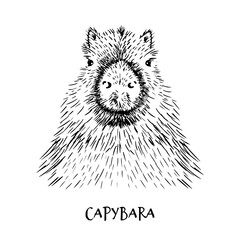 Vector Illustrated Portrait of Capybara isolated on white background. Cute wild Capybara