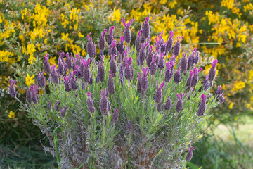 Purple lavender plant in a garden