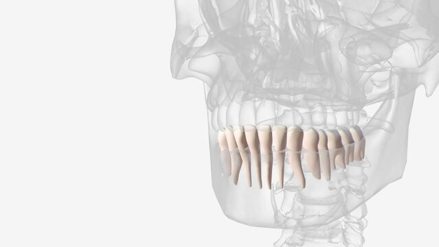 Humans usually have 20 primary (deciduous, baby or milk ) teeth and 32 permanent (adult) teeth .