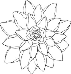 Water lily or water lily flower. Linear illustration, top view. Botany, freehand drawing. Vector image for high-quality printing on clothes and objects. From the ZODIAC collection. EPS format. Vector