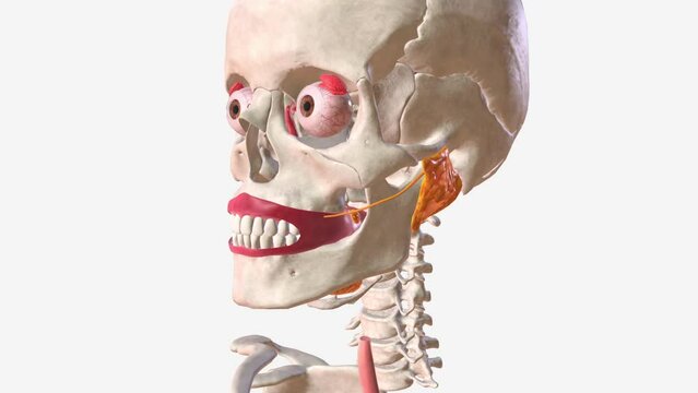 Your salivary glands lubricate your mouth, help you swallow, aid in digestion and help protect your teeth against harmful bacteria