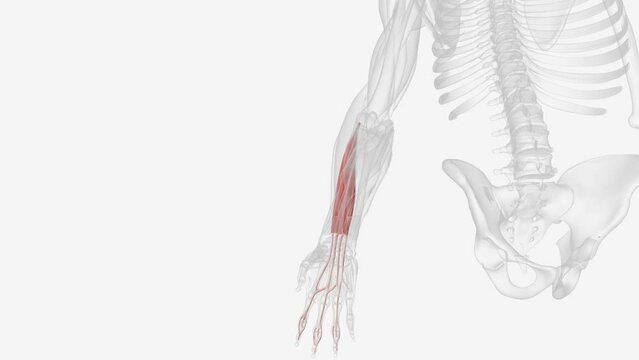 The extensor digitorum muscle is a muscle of the posterior forearm present in humans and other animals