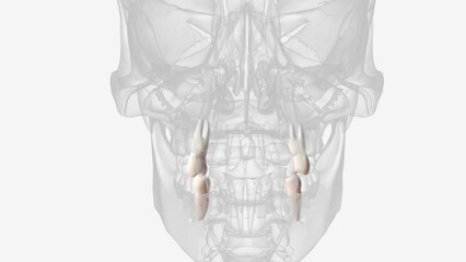 mandibular second premolar maxillary first premolar .
